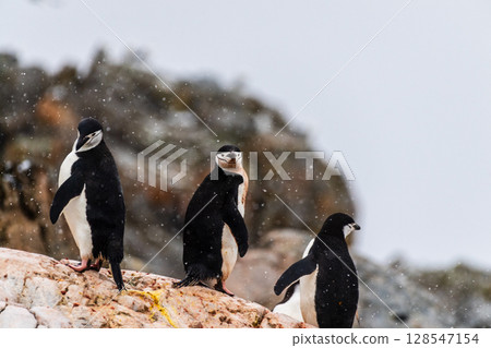 Shinstrap Penguins in the snow Shinstrap Penguins in the snow 128547154