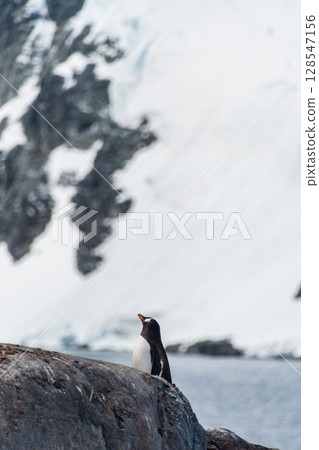 Close-up of a Gentoo Penguin on Trinity Island. 128547156
