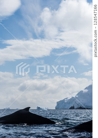 Close-up of the back and dorsal fin of a humpback whale 128547166