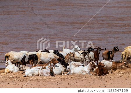 Cattle Drinking along the Ewaso Ngiro River Cattle Drinking along the Ewaso Ngiro River 128547169