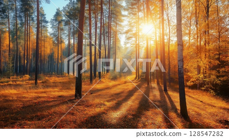 Sunny autumn day in the forest 128547282