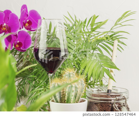 Sustainable home still life with potted plants, succulents with accessories and glass of red wine. Eco friendly interior. Home gardening, hobby, relaxing at home and me time concept 128547464