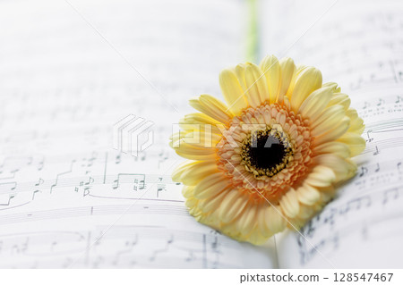 Romantic holiday music composition with tender gerbera on blurred music notebook background. Music education, concert or hobby card. Dating or love concept. Soft focus style 128547467