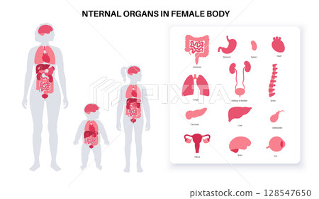 Internal organs in the female body Internal organs in the female body 128547650