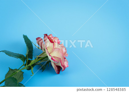 Close-up of roses laying on a blue tabletop 128548385