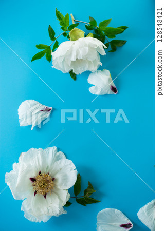 White large tree-like peony flower on a blue background. Top view. 128548421