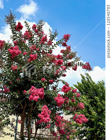 縐紗mybs紅色花 縐紗mybs紅色花 128548785