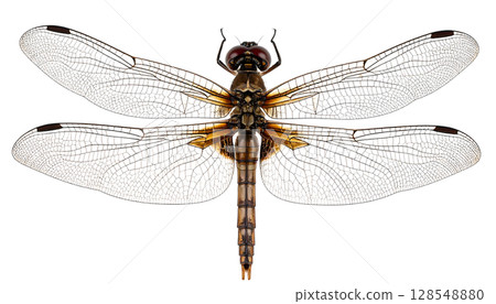 Detailed Dragonfly on White Background Macro 128548880