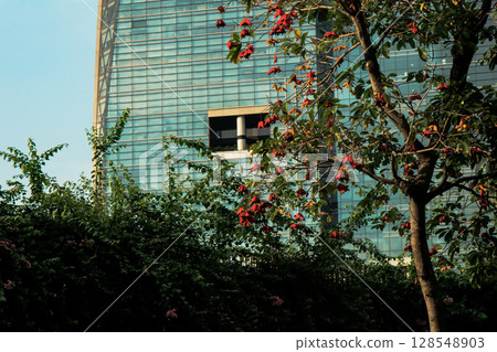 A burst of red over the city_summer tree in bloom A burst of red over the city_summer tree in bloom 128548903
