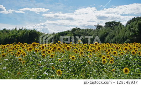 Sunflower field in midsummer 128548937