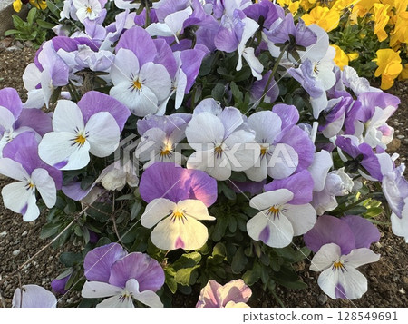 Pansy flowers planted in the flowerbed Pansy flowers planted in the flowerbed 128549691