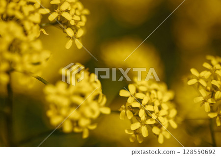 Close-up of yellow wildflowers blooming in field with soft focus and dark green background Close-up of yellow wildflowers blooming in field with soft focus and dark green background 128550692