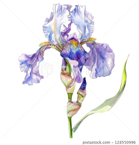 Handmade iris flower illustration in watercolor showing characteristic falls and standards, isolated on white background. Floral design element 128550996