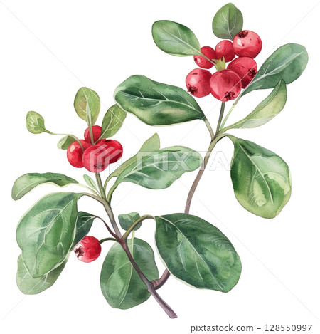 Watercolor painting of fresh lingonberries on branch with green foliage, clean white background. Autumn harvest wild berry illustration with organic shapes Watercolor painting of fresh lingonberries on branch with green foliage, clean white background. Autumn harvest wild berry illustration with organic shapes 128550997