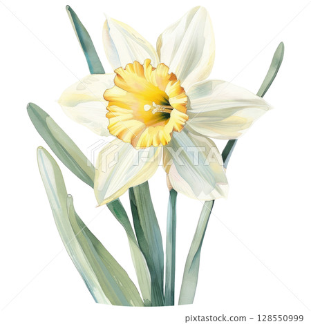 Graceful daffodil flowers with watercolor texture and visible brushstrokes, white isolated background. Wedding or Easter floral design element 128550999