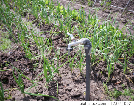 Irrigation tap in vegetable garden field 128551007