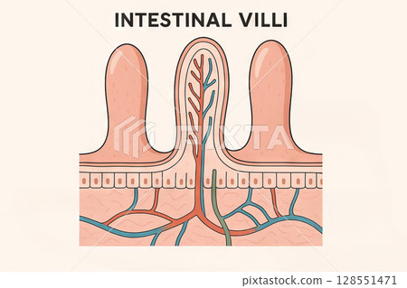 Illustration of intestinal villi showing detailed anatomy and structures for educational purposes. concept of human digestive system, medical diagram, biology learning Illustration of intestinal villi showing detailed anatomy and structures for educational purposes. concept of human digestive system, medical diagram, biology learning 128551471