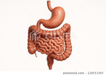 Anatomical illustration of human digestive tract showing stomach and intestines. concept of medical education, human biology, gastrointestinal system, white background Anatomical illustration of human digestive tract showing stomach and intestines. concept of medical education, human biology, gastrointestinal system, white background 128551567