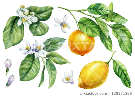 Lemons with leaves and white flowers watercolor citrus clipart set for summer kitchen design. Botanical painting art 128551599
