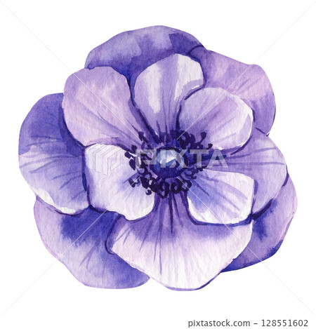 Purple anemone flower watercolor clipart with soft petals and detailed center for floral wedding decor and spring design Purple anemone flower watercolor clipart with soft petals and detailed center for floral wedding decor and spring design 128551602
