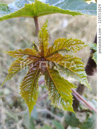 castor oil plant new leaves 128551624