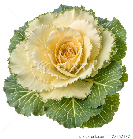 Close-up of brassica oleracea flower head, edible wild cabbage blossom with detailed petals Close-up of brassica oleracea flower head, edible wild cabbage blossom with detailed petals 128552127