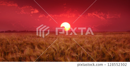 Sun's disk in beautiful sky over wheat field. 128552302