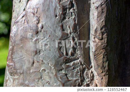 Bark of a tree in the park, closeup of photo 128552467