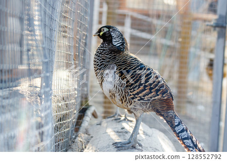 beautiful pheasant hunting stands on a stump 128552792