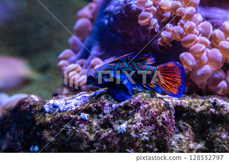 Mandarin Fish the Most Beautiful, Colorful and Amazing Fish Mandarin Fish the Most Beautiful, Colorful and Amazing Fish 128552797