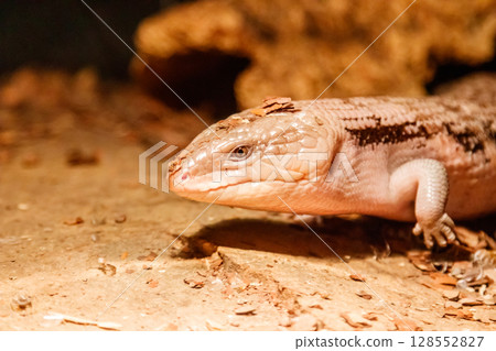 Beautiful blue-eyed skink lizard, tiliqua scincoides 128552827
