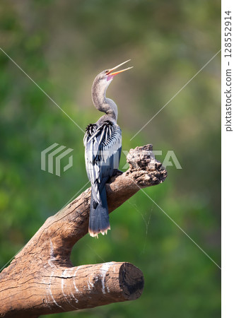 Anhinga perched on tree branch in Pantanal, Brazil Anhinga perched on tree branch in Pantanal, Brazil 128552914