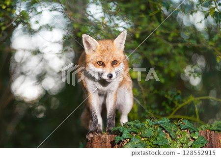 Portrait of a cute red fox standing on a tree stump in a dark forest 128552915