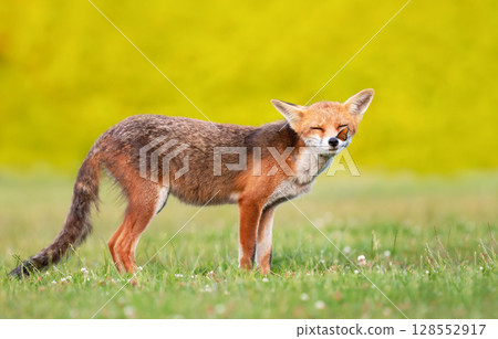 Cute young red fox standing in a green meadow with a butterfly on its nose 128552917