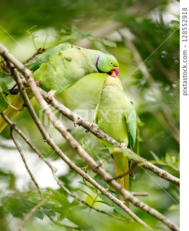Ring-necked Parakeet feeding chick on a tree branch 128552918