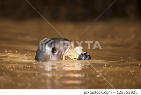 Giant otter eating fish in a river, Pantanal, Brazil Giant otter eating fish in a river, Pantanal, Brazil 128552923