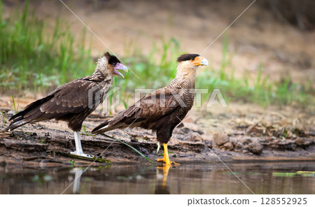 Southern crested caracara feeding chick on river bank Southern crested caracara feeding chick on river bank 128552925