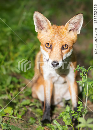 Portrait of a cute young red fox sitting in a meadow 128552926