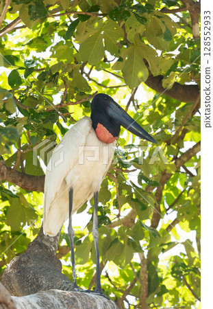 Jabiru perched on a tree branch in Pantanal, Brazil 128552933