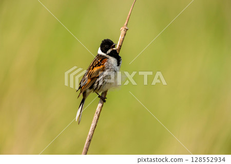 Portrait of a common reed bunting calling in a meadow 128552934