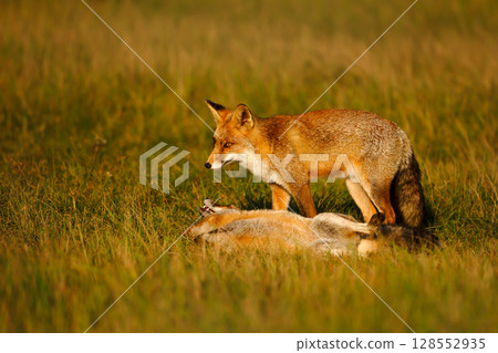 Two cute red fox cubs playing in a meadow Two cute red fox cubs playing in a meadow 128552935