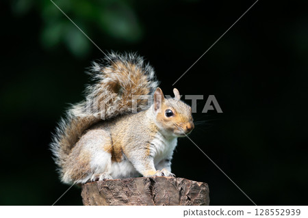 Grey squirrel standing on a tree stump Grey squirrel standing on a tree stump 128552939