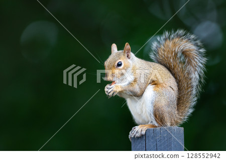 Grey squirrel eating nut on a wooden garden fence post Grey squirrel eating nut on a wooden garden fence post 128552942