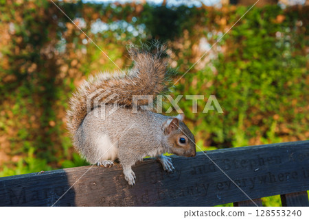 A grey squirrel sits on a wooden bench in a lush green garden, its bushy tail arched over its back. Sunlight casts a warm glow, highlighting the scene. 128553240