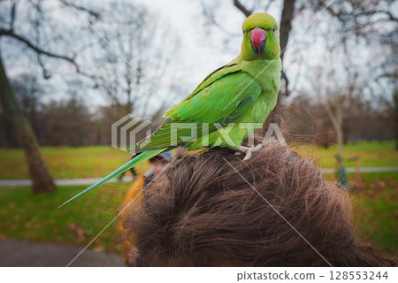 A vibrant green parakeet with a red beak sits on a person's head in a London park. Bare trees and fallen leaves create a winter backdrop, capturing urban wildlife. 128553244