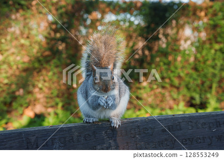 A squirrel with a bushy tail sits on a wooden bench in a London park, surrounded by lush greenery. The bench features a partially obscured inscription. 128553249
