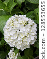 Hydrangea 128553655