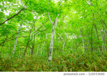 Fresh green forest [Norikura Highlands] 128553680
