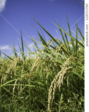 藍天和成熟的稻穗 藍天和成熟的稻穗 128553760