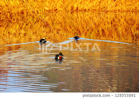 琵嘴鴨和斑嘴鴨在池塘裡游泳,映襯著秋日的景色 琵嘴鴨和斑嘴鴨在池塘裡游泳,映襯著秋日的景色 128553891